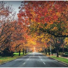 Wildwood’s Tips for Bringing Nature to Your Home (and Office)